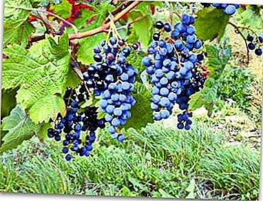 Druiven voor een beginnende tuinman - variëteit "Mystery of Sharov"