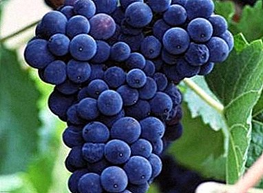 Winogrona, które jedli starożytni Rzymianie - Sangiovese