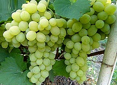 Grapes that are not afraid of frost - "Galahad"