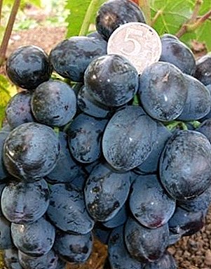 Des raisins qui ne craignent pas le moins - variété Ruslan