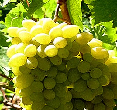Uvas "Liana" - una variedad con alta resistencia a la sequía