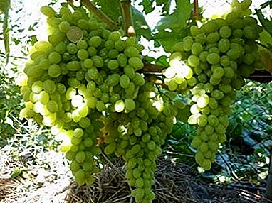 Grapes with a twist - Kishmish Century: description of the variety and its and photos, characteristics and features