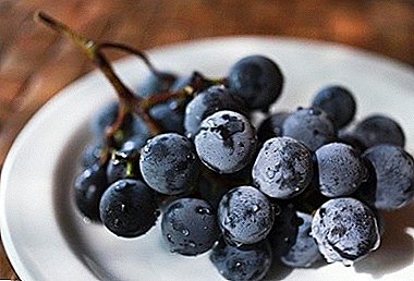 Des raisins avec une histoire inhabituelle - “Russian Concord”