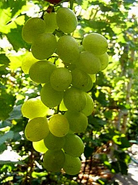 Erinomaisia ​​ominaisuuksia sisältävät viinirypäleet - "Pleven Muscat"