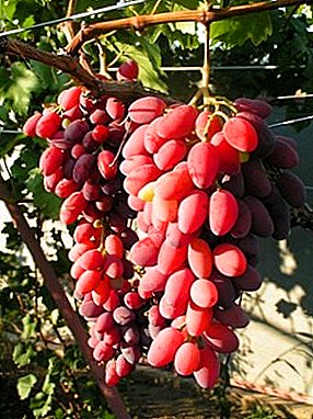 Las uvas que causan deleite - una variedad de "Resplandor"