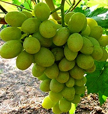 Druiven in vijftig gram - klasse Tien Shan oorspronkelijk uit Japan