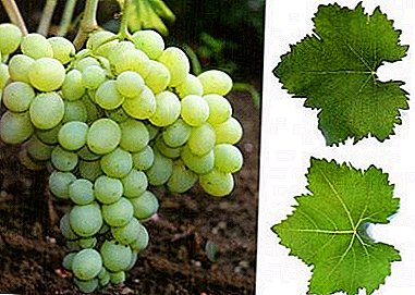 Druivengodin: kenmerken van een vruchtbare graad van "Demeter"