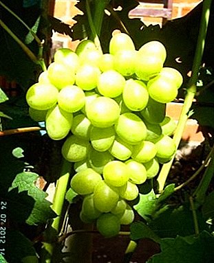 Hibrida anggur "Daria", "Dasha" dan "Dashunya" - ini bukan salah satu spesies, yang disebut berbeda, tetapi sama saja!