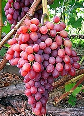 Grape hybrids of Kraynov and his main present - the variety "Victor"