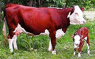 Hardy and unpretentious breed of cows come from England - "Hereford"