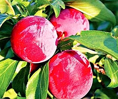 Hardy beauty - Chinese plum varieties "Orlovskaya dream"