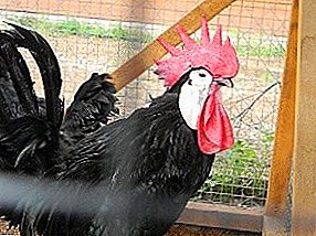 Hardy breed of chickens with an unusual appearance - Spanish white-faced