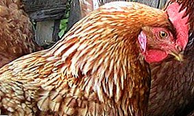 الدجاج هاردي مع شخصية جميلة - سلالات الأحمر والأسود ستار.
