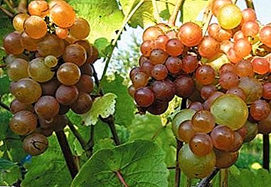 Cietās vīnogas ar harmonisku garšu - Platovskiy šķirne