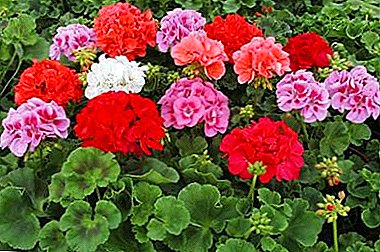 We grow Pelargonium from seeds - photos, step by step instructions, care tips