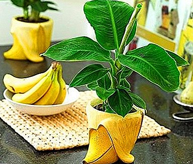 Cultivar plátanos en casa: secretos y características