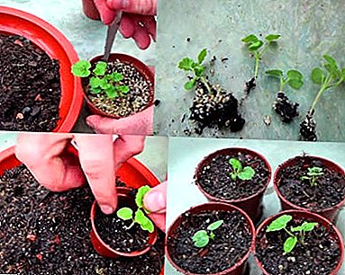 Cultivo de gardenia a partir de semillas en casa.
