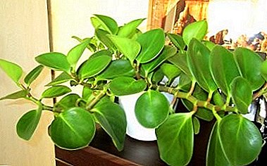 Crecer y cuidar a Peperomia "Magnolia" en casa