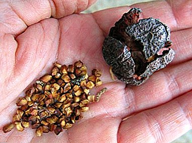 Cultivar ciprés a partir de semillas en casa: ¿cómo cultivar y plantar plantas de semillero?