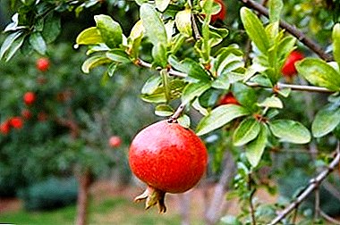 Growing a non-capricious pomegranate plant from a bone at home and ways to care