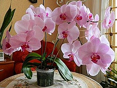 Növekvő orchideák Phalaenopsis Multiflora otthon