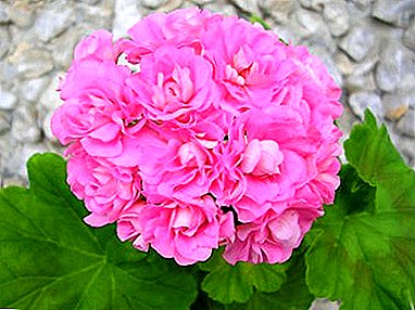 Creciente Pelargonium Australian Rosebud. Posibles enfermedades florales y reproducción.