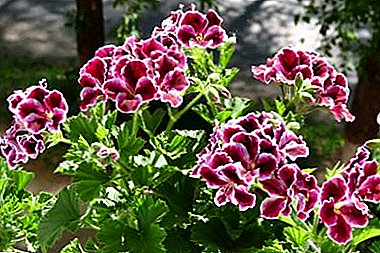 Growing pelargonium in the garden in the open. How to care for a flower in the street?