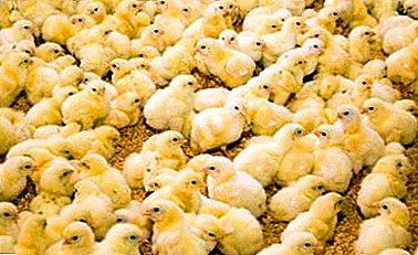 Pěstování jednodenních kuřat: péče a krmení
