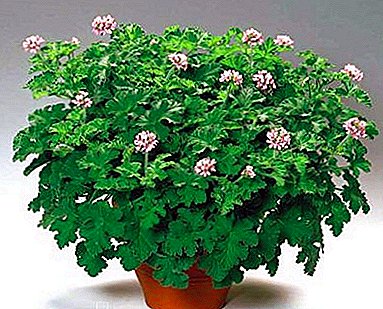 Cultivând la domiciliu Pelargonium parfumat