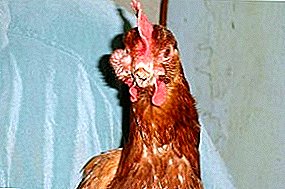 Una enfermedad viral difícil de reconocer: la sinusitis en pollos.