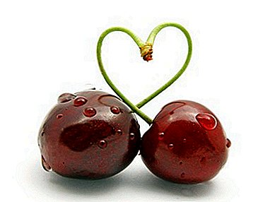 Cherry dengan buah "hati" - gred Lebedyanskaya