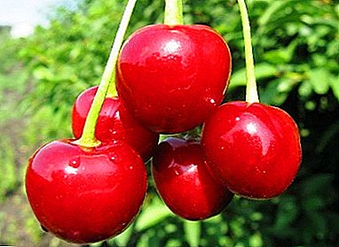 Cherry dengan hasil tinggi dan ketahanan beku yang baik - varietas Lyubskaya