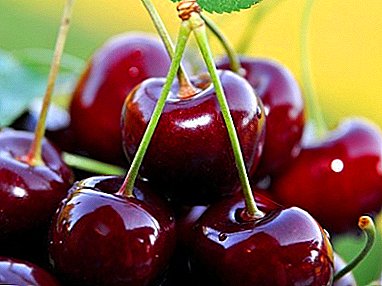 Hybryda Cherry-Cherry - odmiana Toy