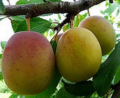 High and large-fruited beauty - Bolkhovchanka plum