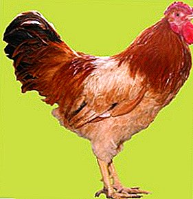 Висока продуктивност и непретенциозно съдържание - пилета Полтава Глина