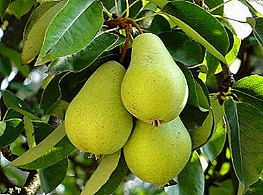 High yield and winter hardiness of the “memorial” variety - pear Memory of Zhegalov