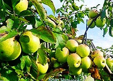 ارتفاع العائد مع نمو صغير - التفاح متنوعة Bratchud