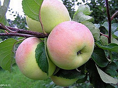 A high and stable crop will give the variety of apple trees Bolotovsky