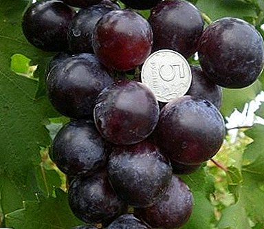 Pharaoh grapes will provide high yield and excellent taste