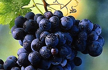 Alto rendimiento con un mínimo de cuidado proporcionará uvas Miner.
