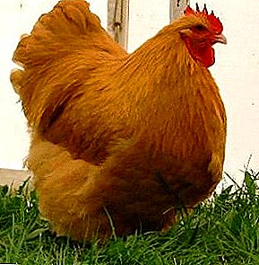 Aukštos kokybės mėsa ir graži išvaizda yra „Orpington“ viščiukai