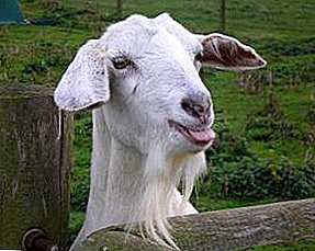 The highly productive goat breed hails from Switzerland - Zaanenskaya