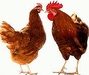 High-yield breed with a good body weight - Red-tailed chickens