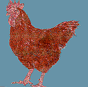 Avicolor de pollos híbridos de alta productividad híbridos