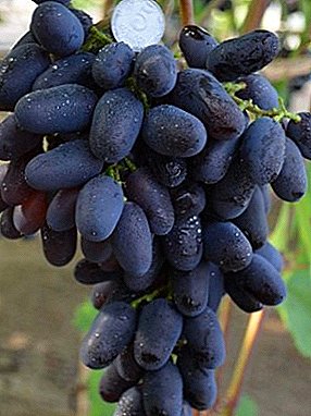 Visoko produktivno, mobilno in trajnostno - grozdje Athos