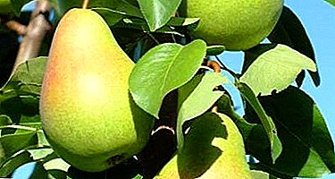 Tall variety for Central Russia - pear "Autumn Yakovlev"