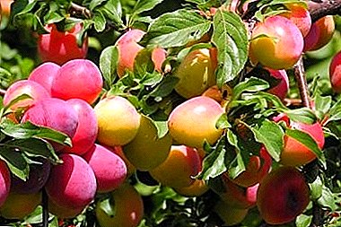 High-yielding and sweet plum "Skoroplodnaya"