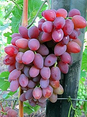 Híbrido de uvas de alto rendimiento Aniversario del residente de verano de Kherson