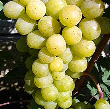 Variedad de alto rendimiento y resistencia al frío - uvas Alex