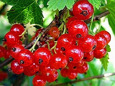 High-yielding and very popular grade of red currant - Marmeladnitsa